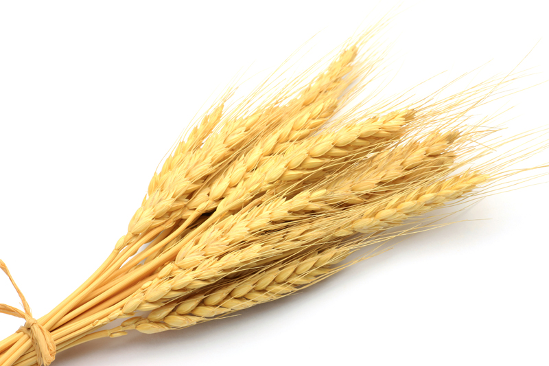 С поля – в порт: анализ рынка зерновых Украины